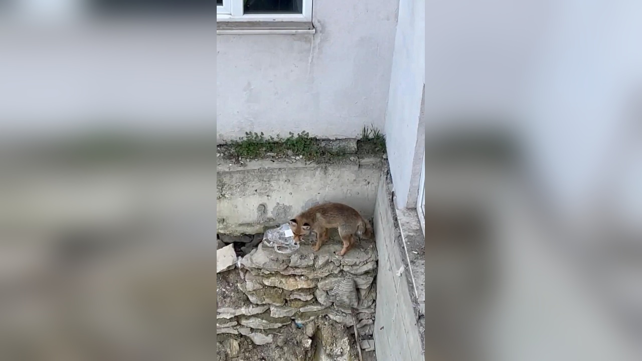 Karabük'te Yiyecek Arayan Tilki Güvenlik Kamerasına Yansıdı