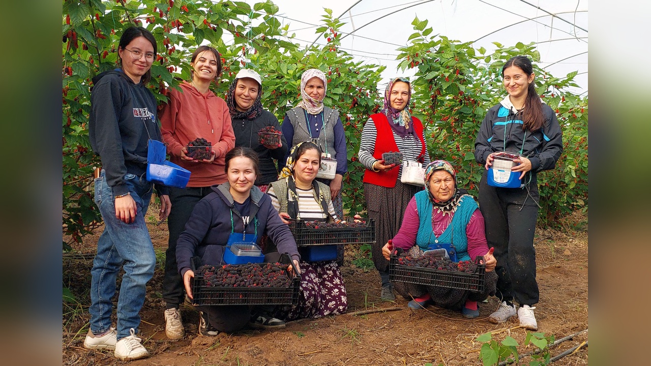 Silifke Karadutları, Dubai Pazarında Yerini Alıyor