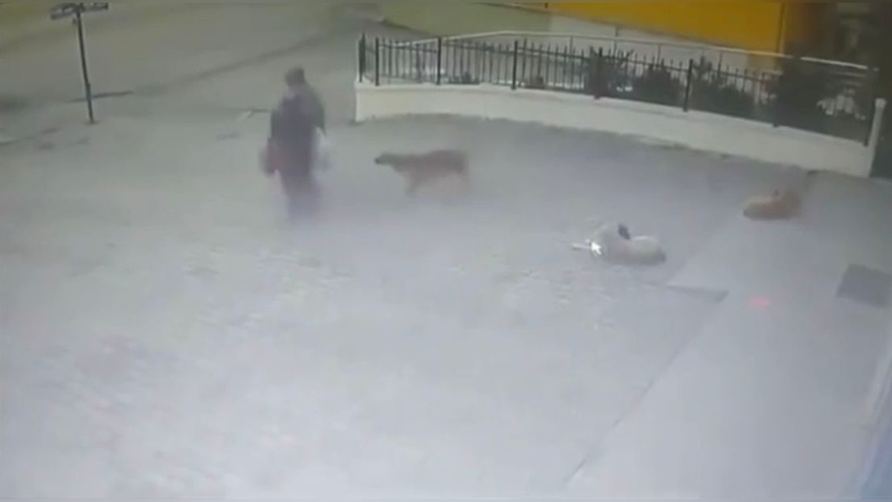 Başıboş Köpek Saldırısı: Kadın Yaralandı, O Anlar Kamerada