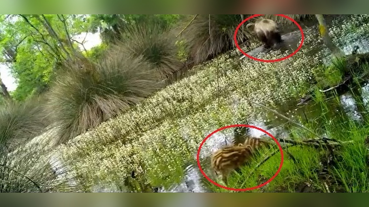 Ormanda Yaban Domuzu Yavrularının Su İçme Anı Kaydedildi