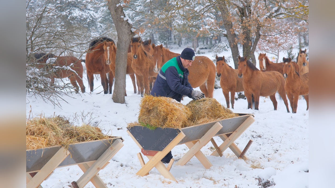 Bolu'da Yılkı Atları İçin Yem Bırakıldı