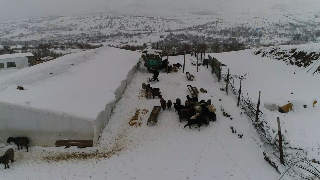 Köyde Yeni Bir Hayat: Şehirden Sıyrılanların Tercihi Hayvancılık