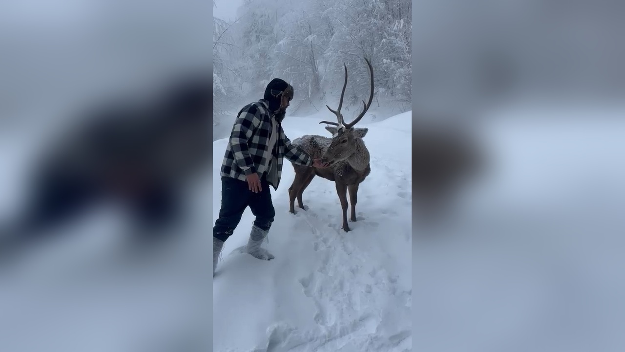 Kızılgeyikler Karlı Havada Görüntülendi