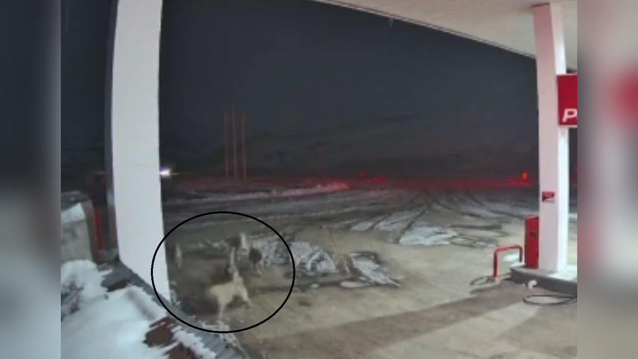 Kangal Köpekleri Kurt Sürüsünün Hedefi Oldu