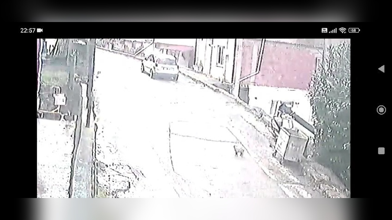 Yavru Köpek, Çöp Konteynerinden Yeni Bir Aileye Kavuştu