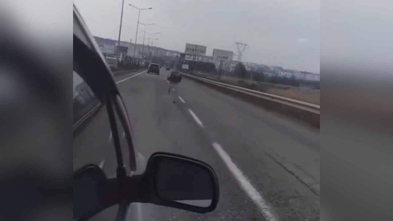 Diyarbakır'da Deve Kuşu Trafiği Alt Üst Etti