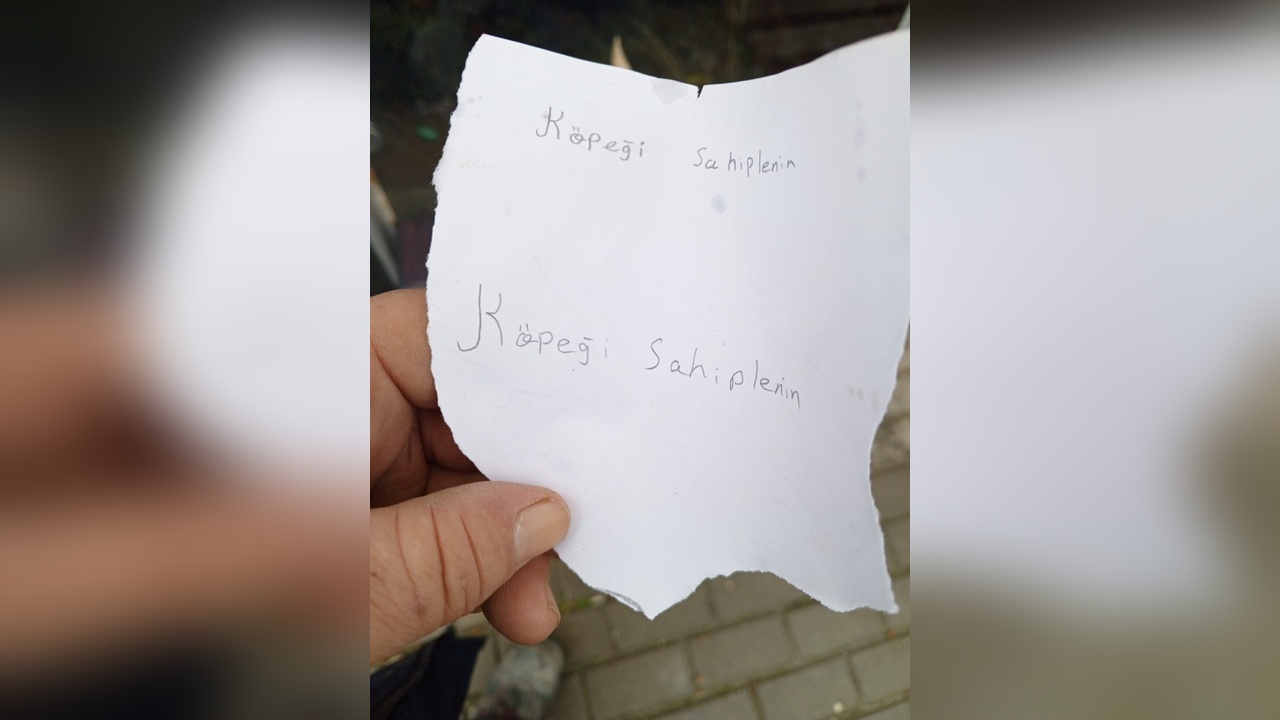 Sokakta Bulunan Yavru Köpek İçin Sahiplenme Çağrısı
