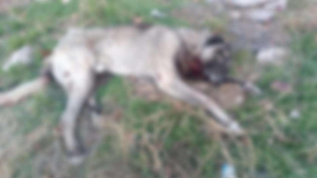 Ankara'da Tüfekle Öldürülen Dört Köpek Bulundu