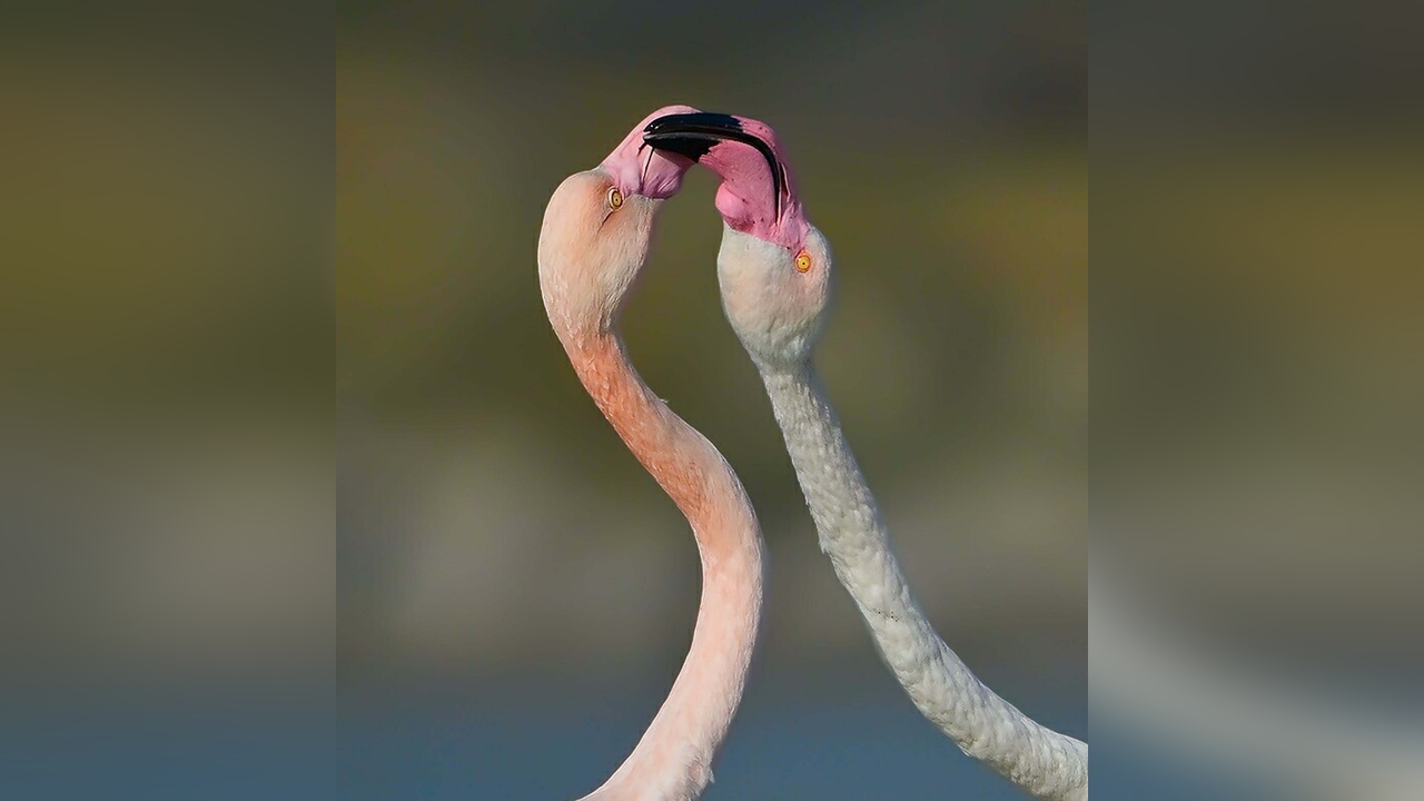 Gökçeada'daki Flamingoların Dansı Görüntülendi