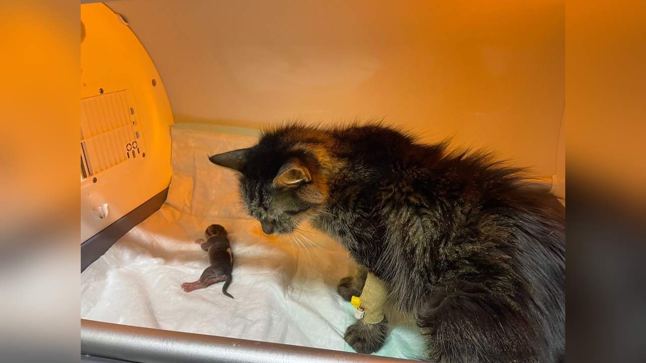 Sezaryenle Doğan Kedi İçin Sütanne Arayışı Başladı