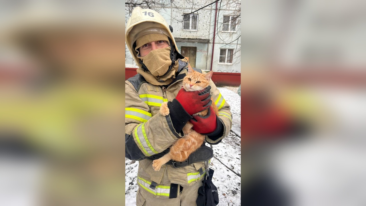 Ağaçta Mahsur Kalan Kedi EMERCOM Tarafından Kurtarıldı