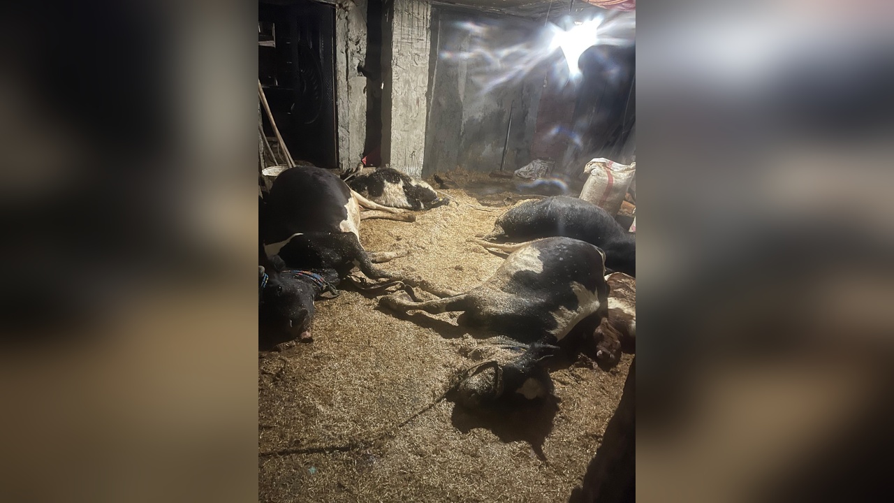 Yangın Felaketi: Ahırda 5 Büyükbaş Hayvan Hayatını Kaybetti