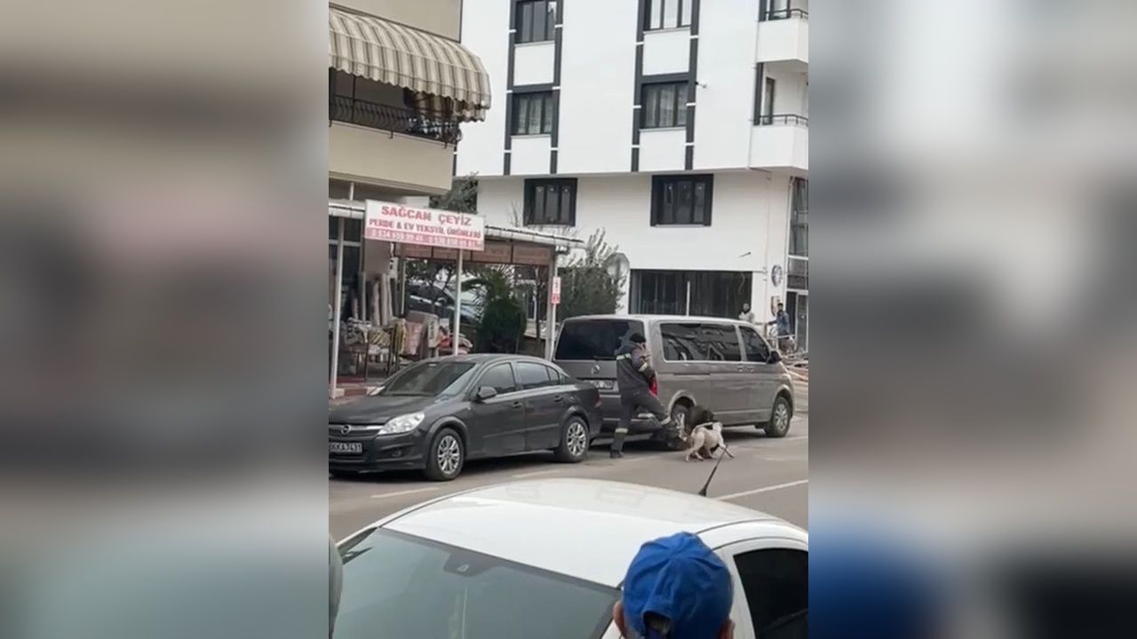 Pitbull Saldırısı: Mahalledeki Köpek Yaralandı