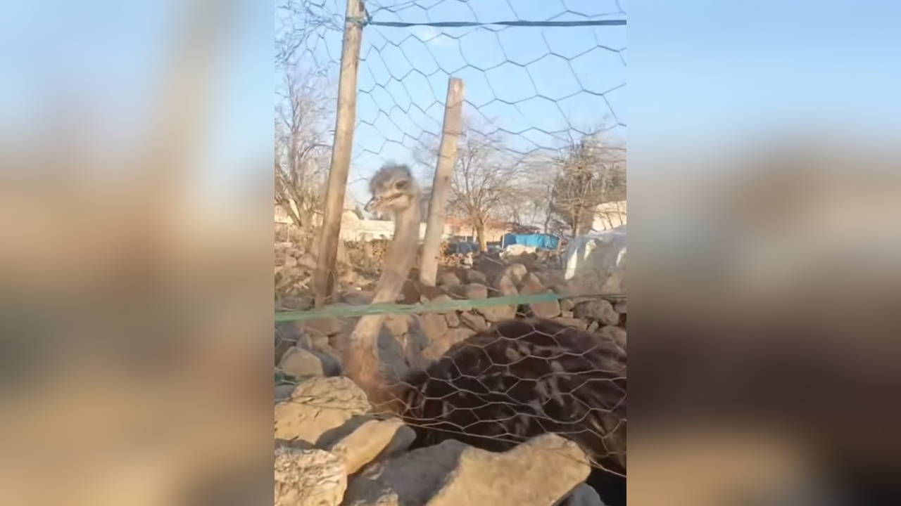 Diyarbakır'da Kaçan Deve Kuşu Üç Gün Sonra Elde Edildi
