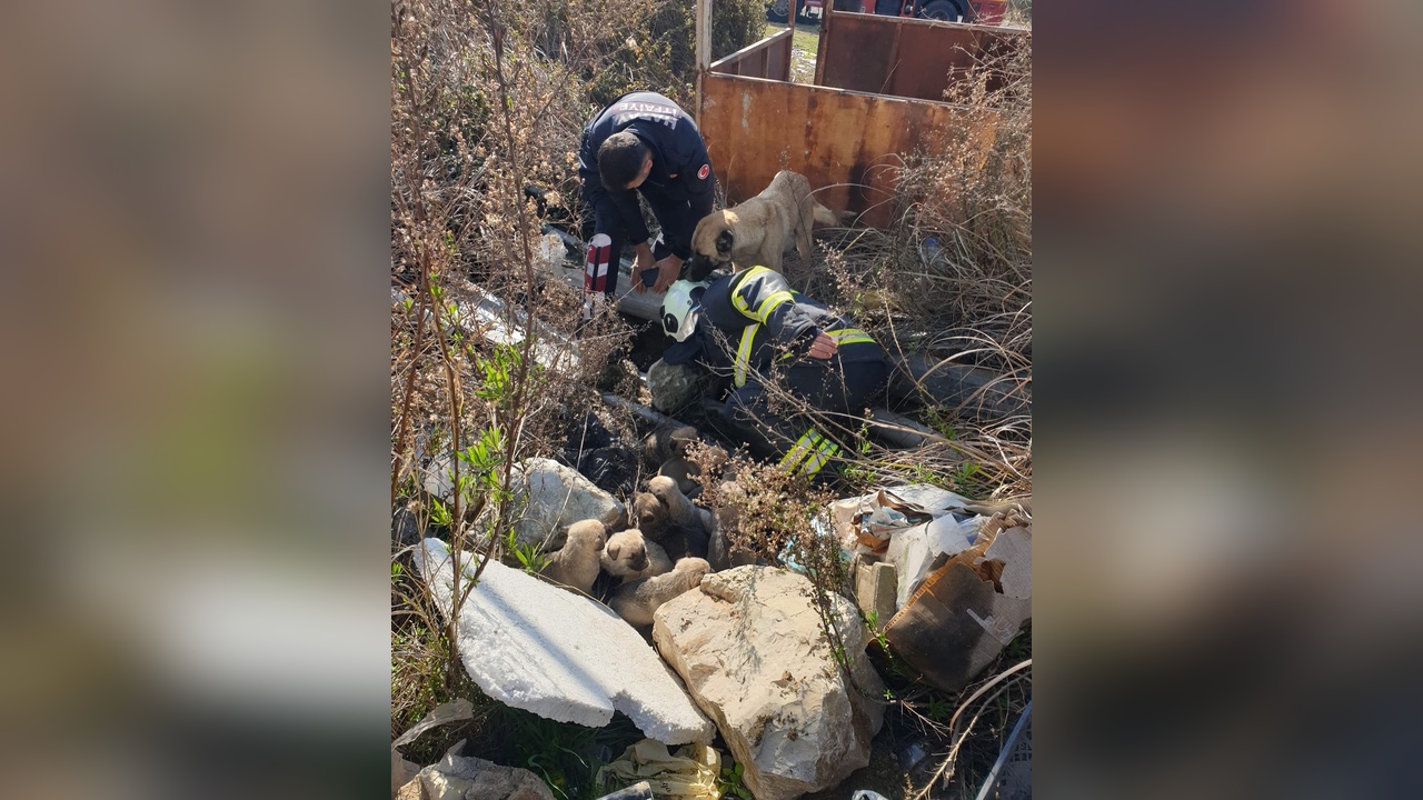 Yavrusunu Kurtarmak İçin Ekiplerin Yanında Bekleyen Anne Köpek