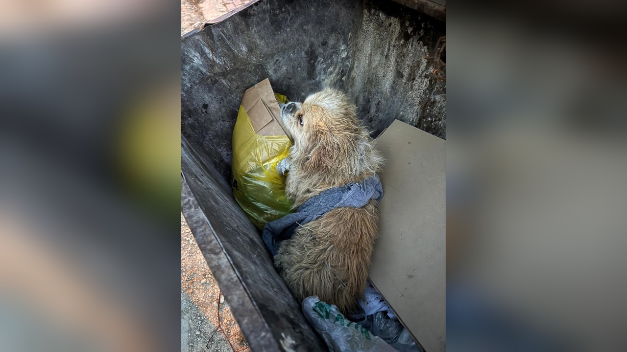 Köpeğini Çöp Konteynerine Atan Kişinin Görüntüleri Ortaya Çıktı