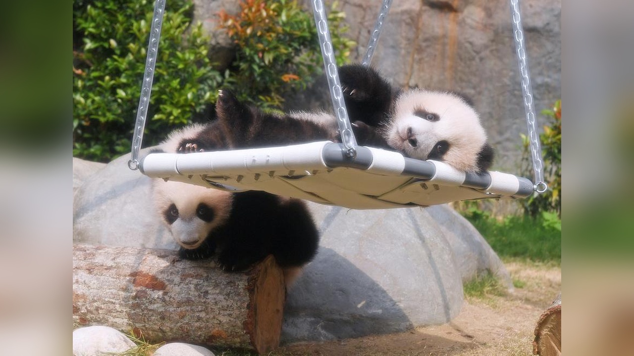 İkiz Panda Yavruları Ziyaretçileriyle Buluştu