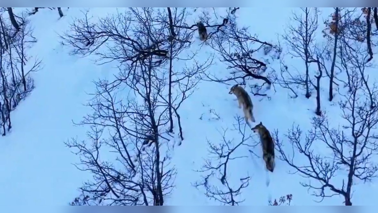 Dron ile Karla Kaplı Milli Parkta Kurtlar Görüntülendi