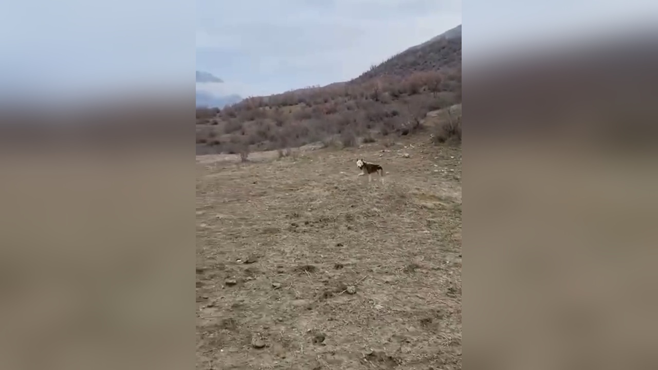 Kümeste Yakalanan Kurt, Batman'da Doğaya Salındı