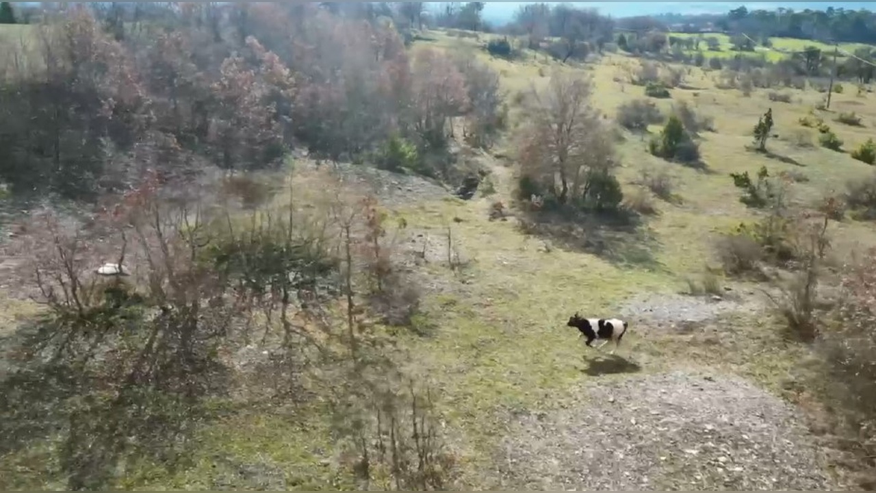 Dron ile Kaybolan İnek Bulundu