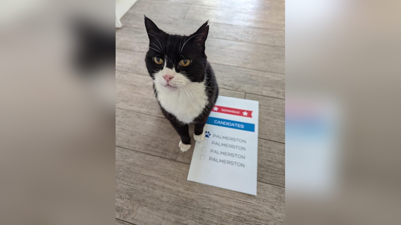Palmerston, Bermuda'da Seçimlerde Oy Kullandı