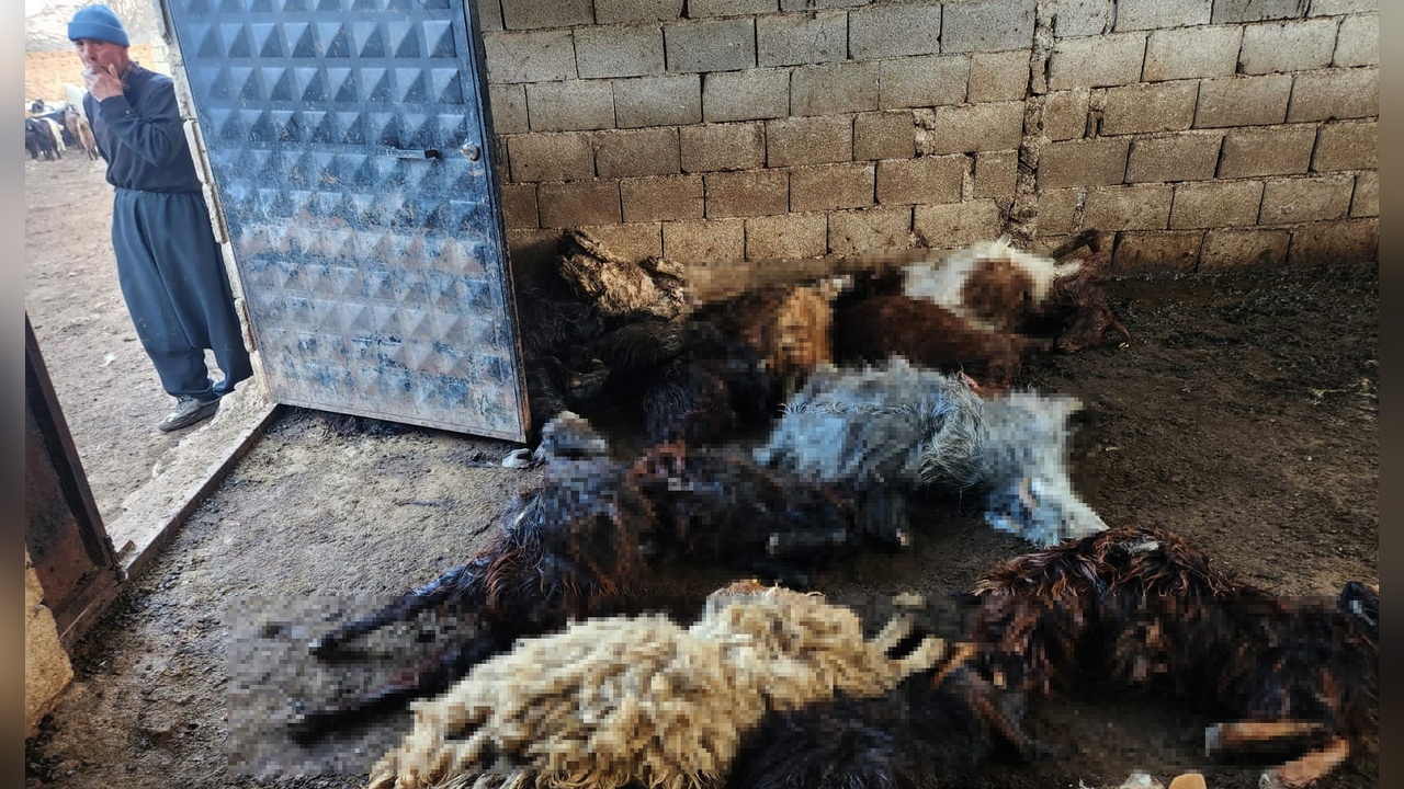 Kurt Saldırısı Sonucu 40 Koyun Hayatını Kaybetti