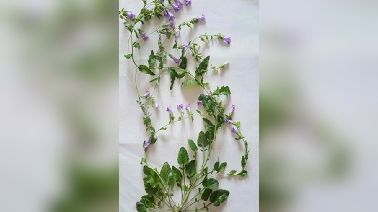 Aydın'da 'Kuşadası Çanı' Bitkisi Keşfedildi