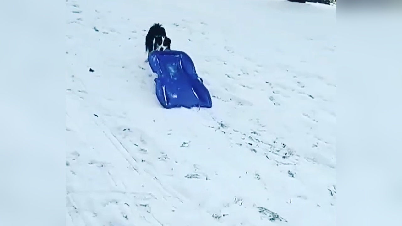 Köpek Kızağa Binerken Kayarak Eğlenceli Anlar Yaşattı