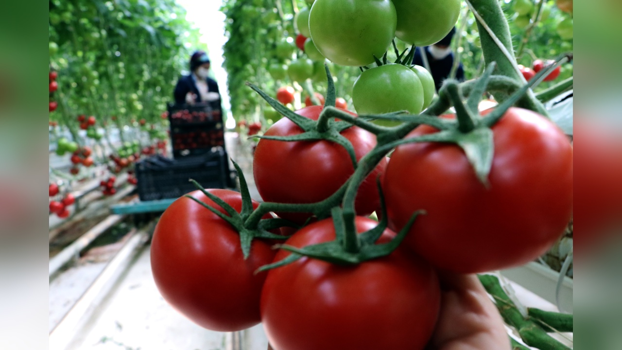 Çaldıran'da Jeotermal Enerji ile Domates Üretimi Artıyor
