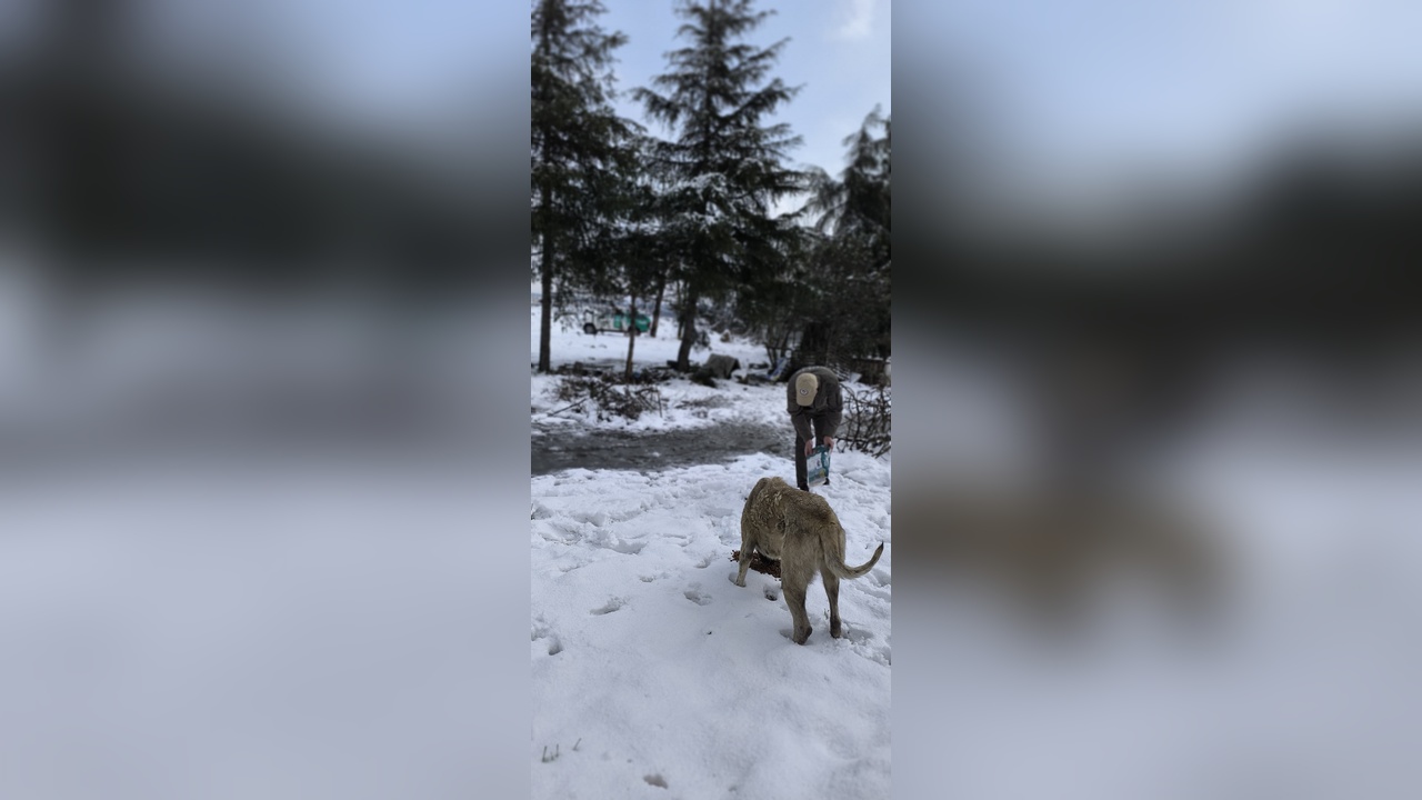 İstanbul'da Sokak Hayvanlarına Destek: Polis Ekipleri Görevde