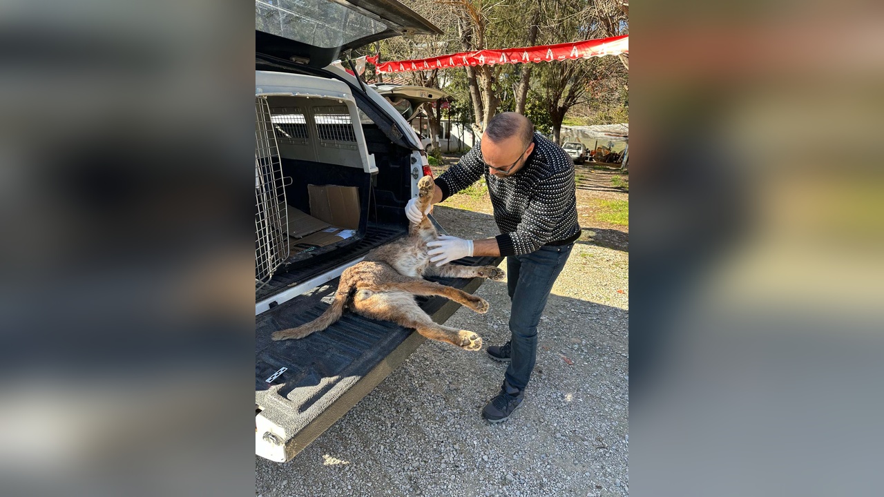 Karakulak Kazası: Araç Çarpması Sonucu Hayatını Kaybetti