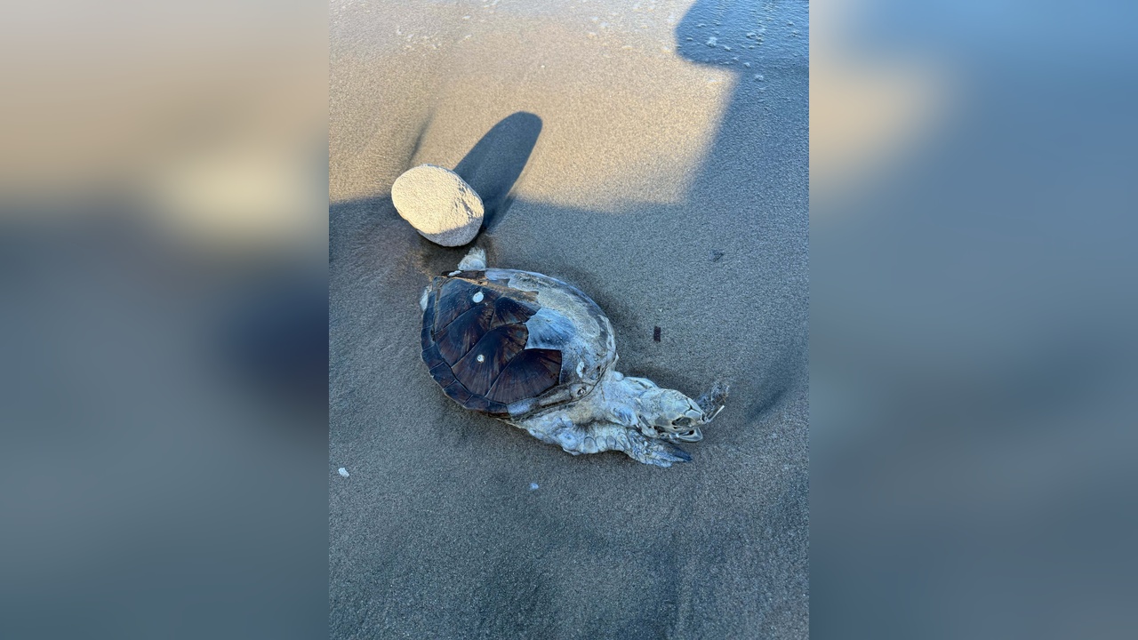 Bodrum Kıyısında Ölü Yavru Caretta Tespit Edildi