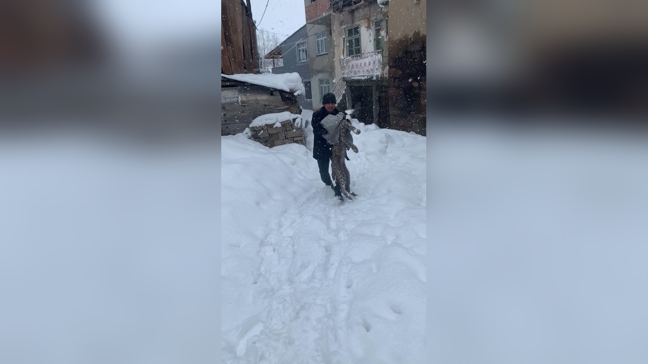 Köye İnen Vaşak, Köpek Saldırısına Uğradı