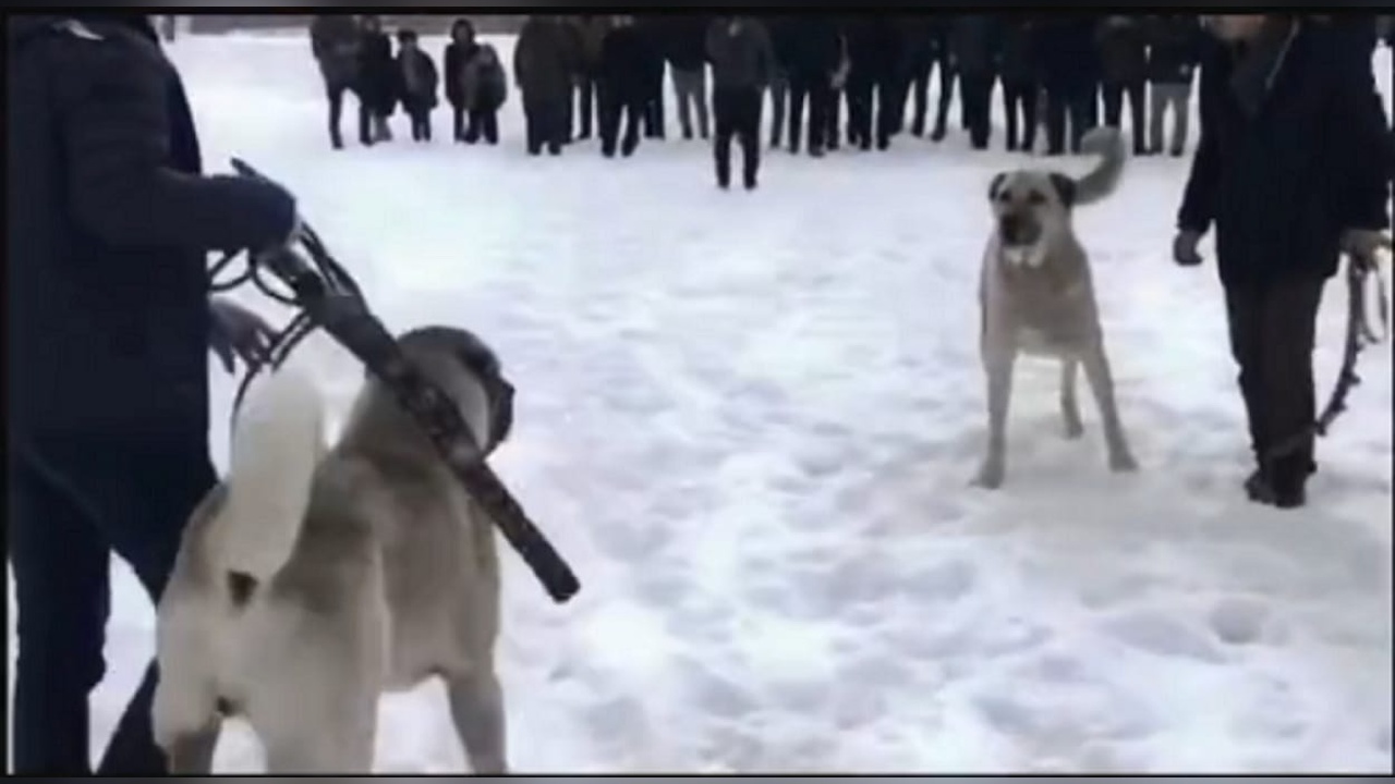 Erzurum'da Köpek Dövüşü Yapan İki Kişi Hakkında Yasal İşlem Başlatıldı