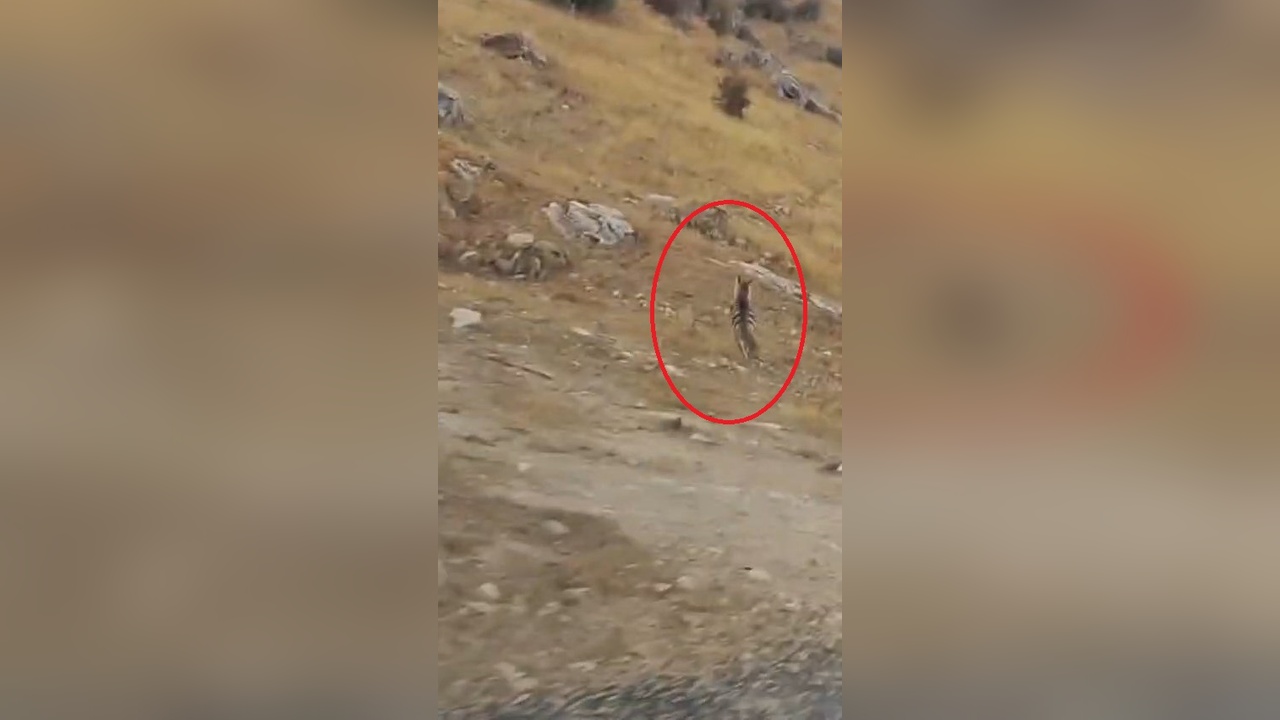 Diyarbakır'da Çizgili Sırtlan Görüntülendi