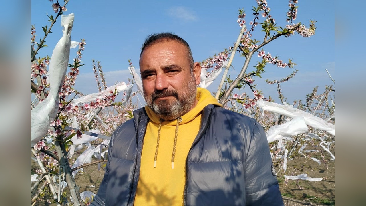 Şeftali Ağaçları Don Tehlikesine Karşı Tülle Korunuyor