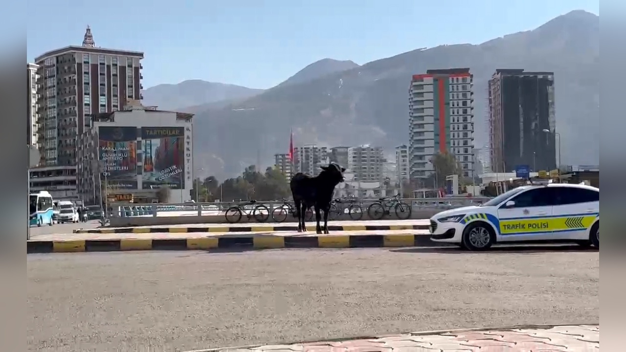 Kaçan Angus Şehirde Paniğe Neden Oldu: 3 Yaralı