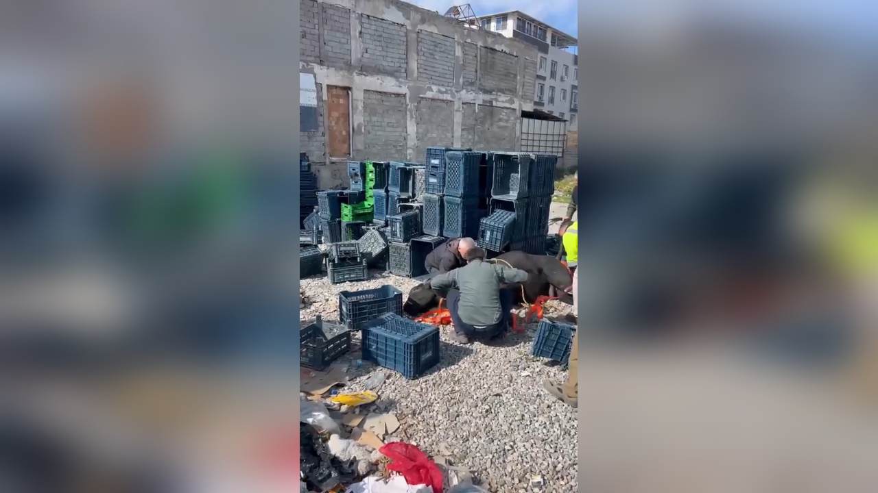 Kaçan Angus Şehirde Paniğe Neden Oldu: Üç Yaralı