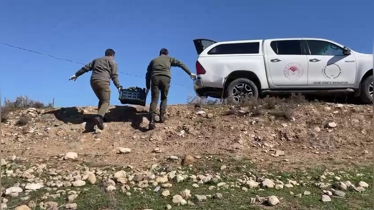 316 Kaplumbağa Dere Yatağından Kurtarıldı