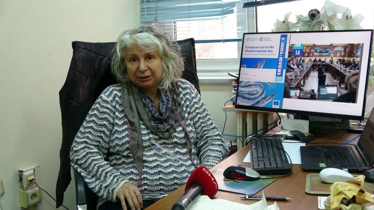 Avrupa Yılan Balıkları İçin Koruma Çalışmaları Başlatıldı