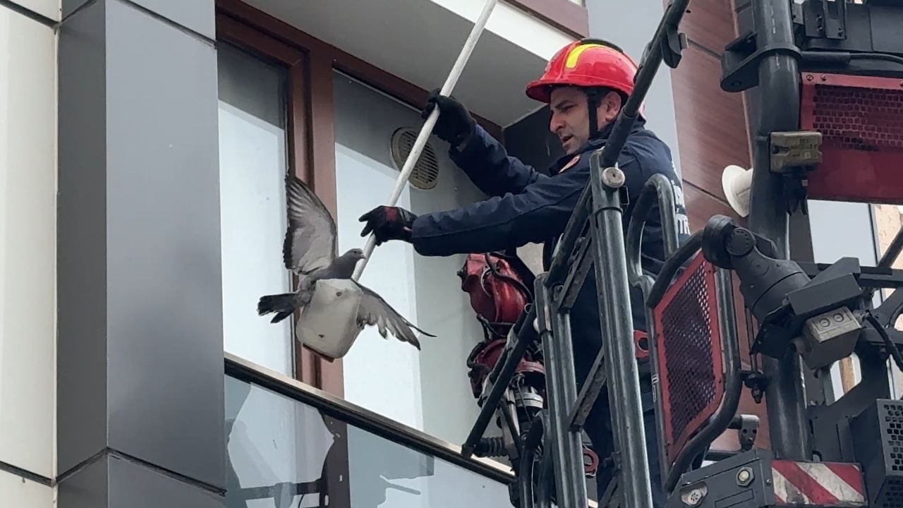 Avcılar'da Cam Balkonda Mahsur Kalan Güvercin İtfaiye Tarafından Kurtarıldı