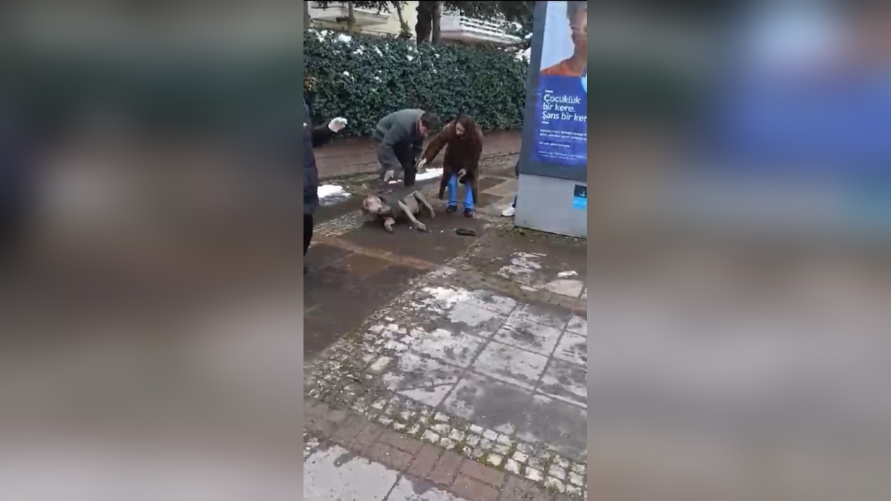Beşiktaş'ta Kaldırımda Yürüyen Köpek Elektrik Akımına Kapıldı