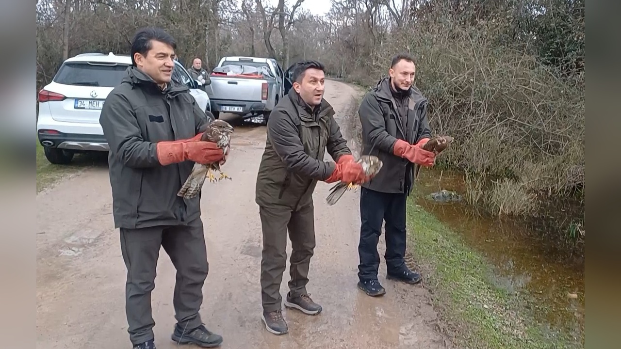 Doğaya Yeni Canlar: 3 Şahin ve 22 Yeşil Başlı Ördek Salındı