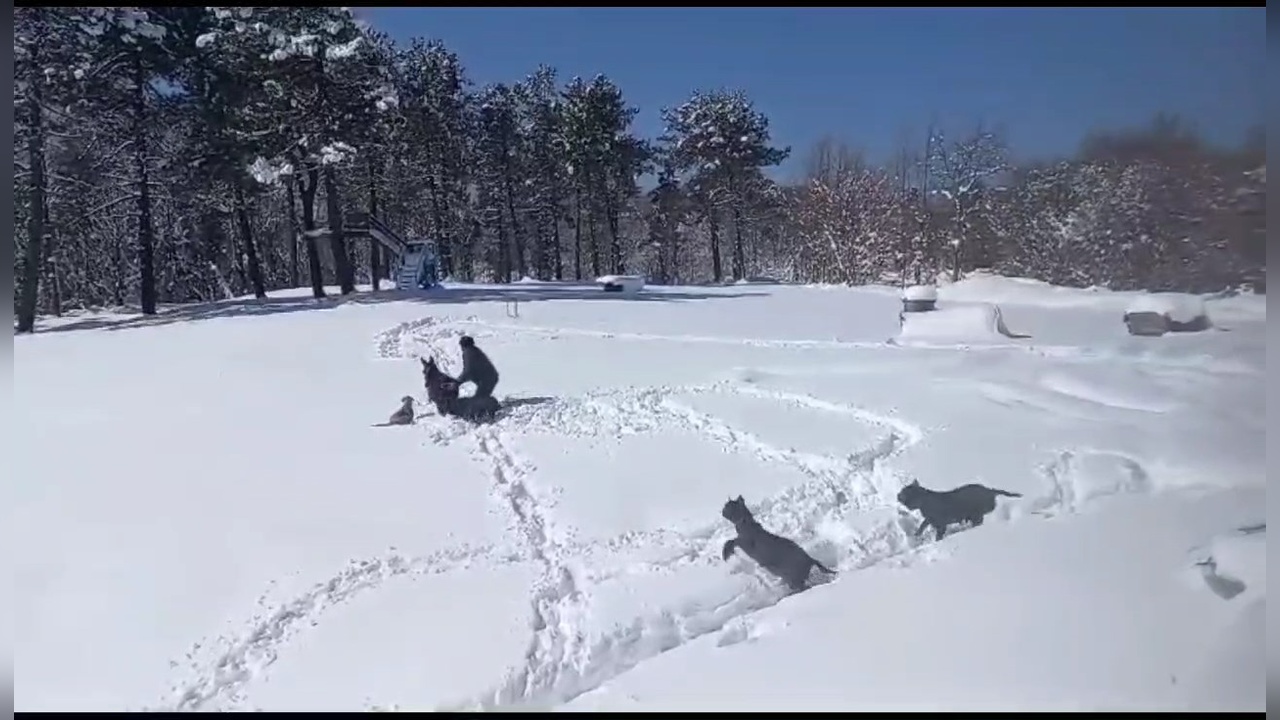 Karın Tadını Çıkaran Sığır ve Sahibi Kameralara Yansıdı
