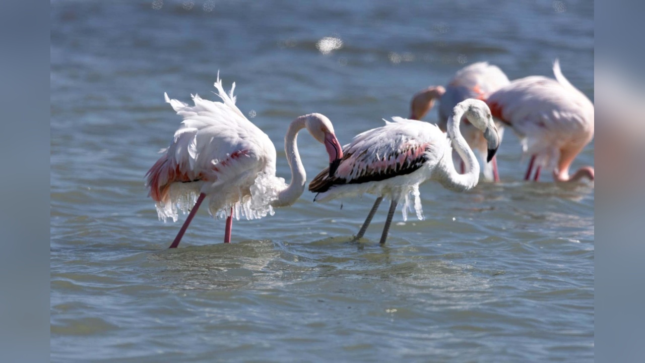 Eğirdir Gölü'ndeki Flamingolar Buz Sarkıtlarıyla Dikkat Çekiyor