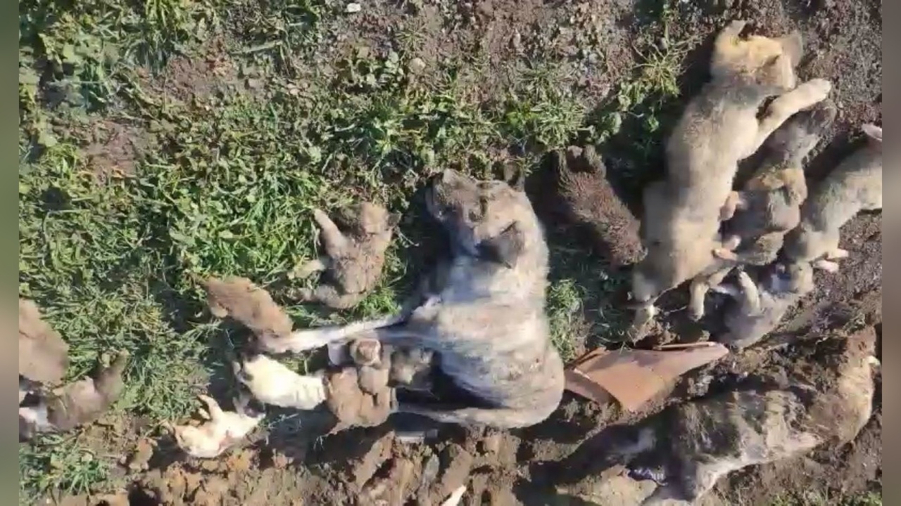 Osmaniye Barınağındaki Köpek Ölümleri Üzerine Dört Yetkili Görevden Alındı