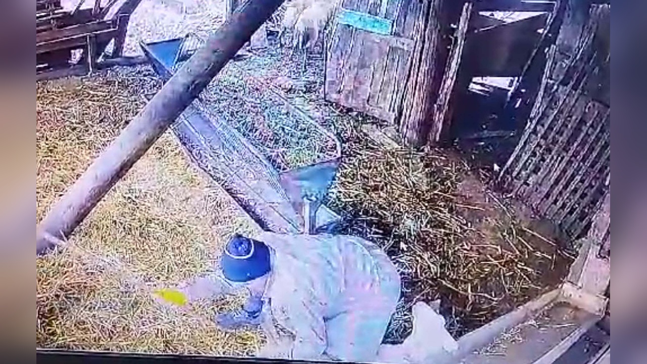 Koyunlara İşkence Davasında Sanığın Akıl Sağlığı İyi Bulundu