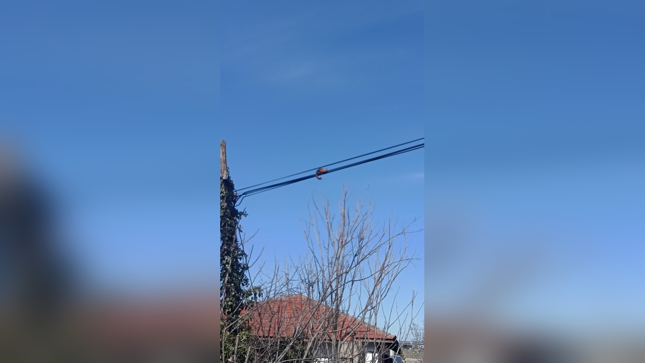 Sincap Tellerde Yürürken Görüntülendi