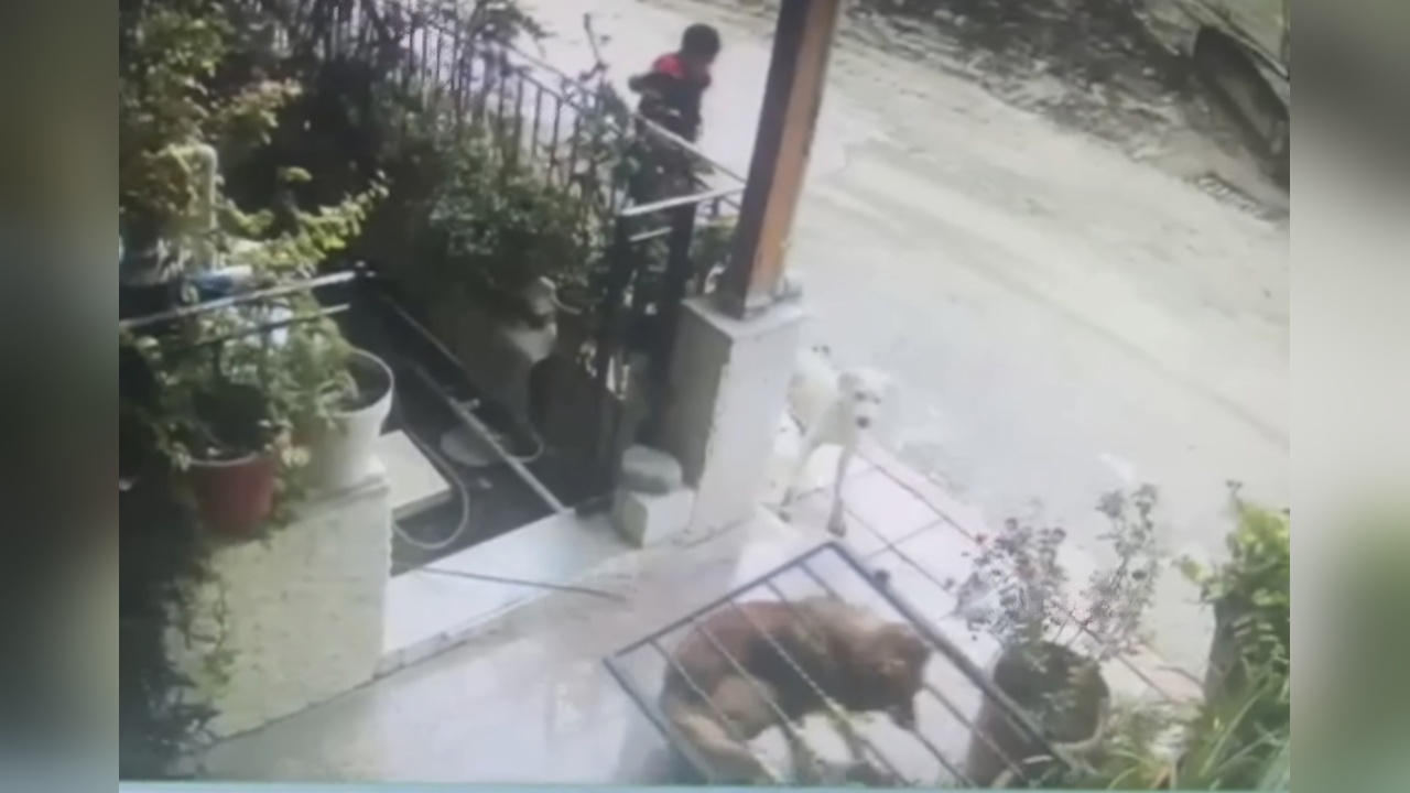 Köpek, Demir Kapıyı Yerinden Sökerek Kurtuldu