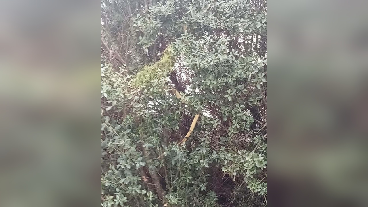 Çanakkale'de Tarla Yolunda Dev Yılan Görüntülendi
